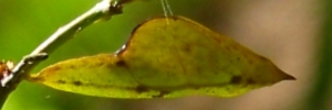 Pupae
